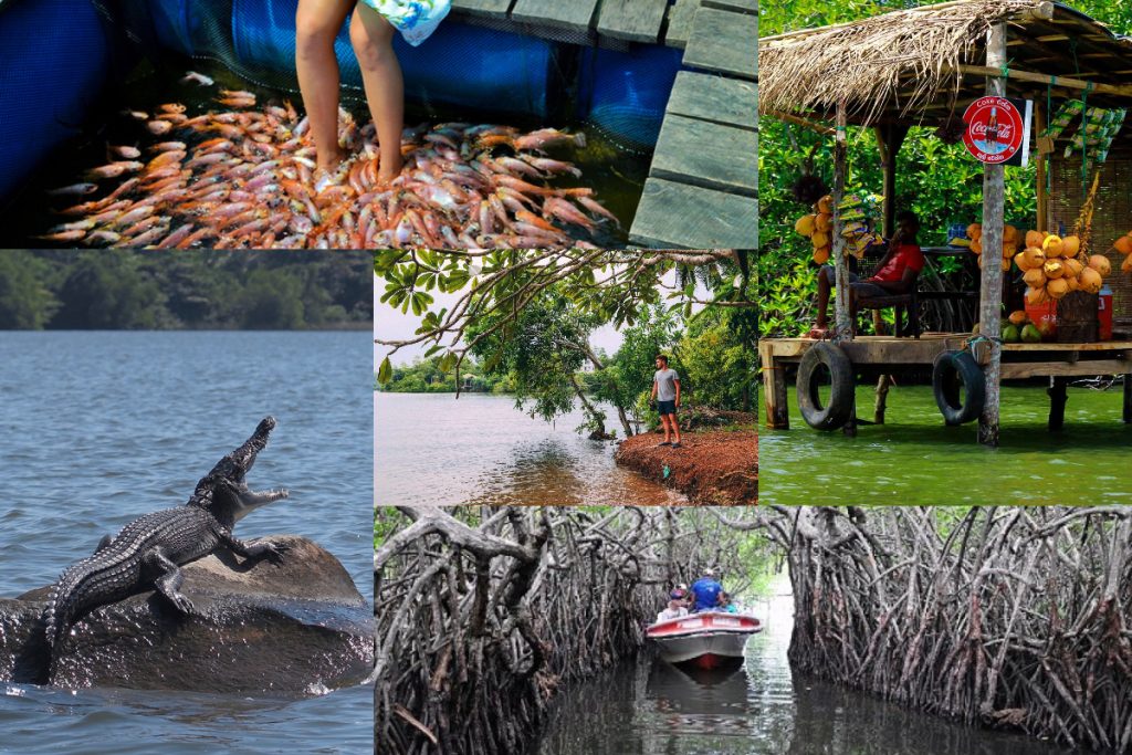 madu river boat safari